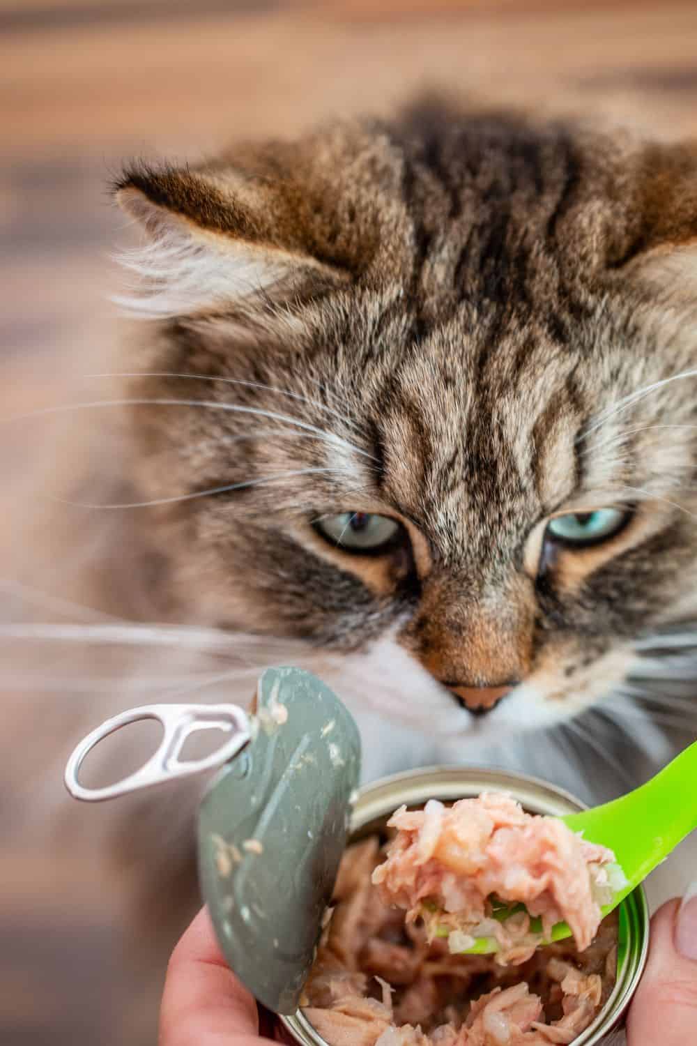 a cat looking at a tuna in. a can