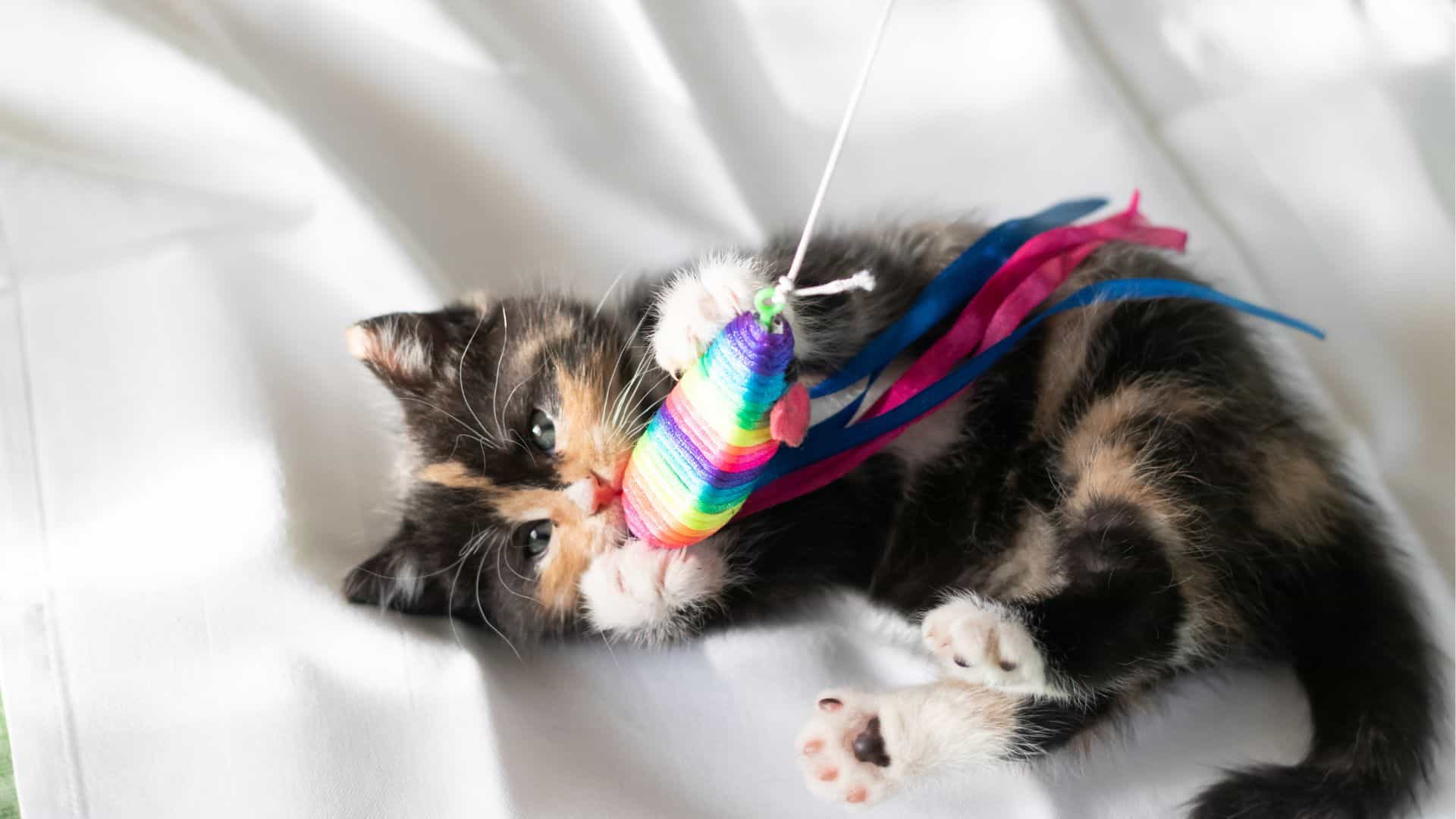 a cat playing with a colorful toy