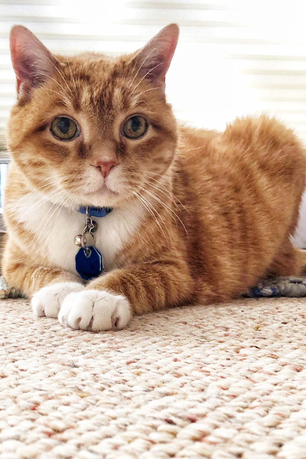 orange cat with a bell on a blue collar sitting