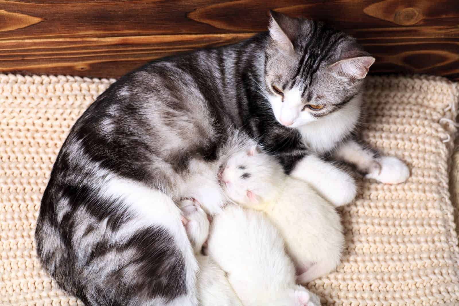 a cat with kittens lies on a knitted blanket