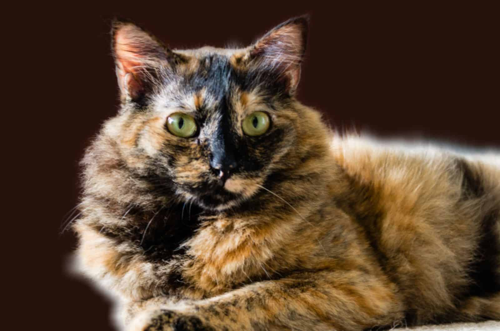 a chimera lying cat