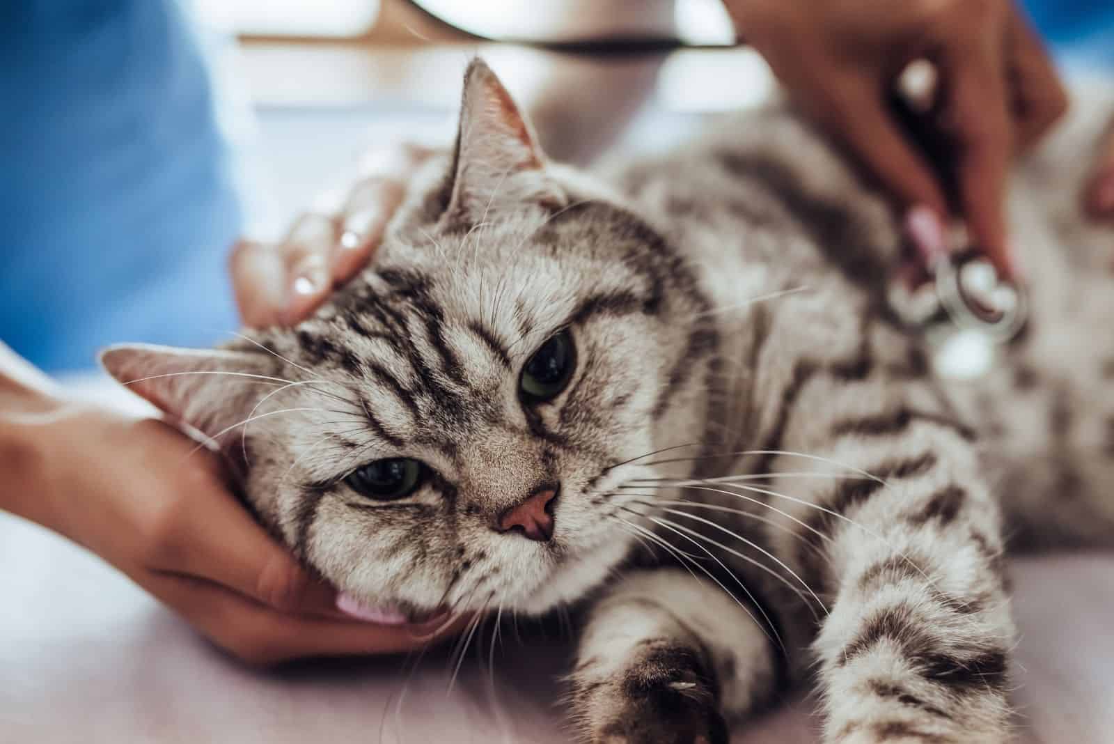 a colorful cat being examined by a veterinarian