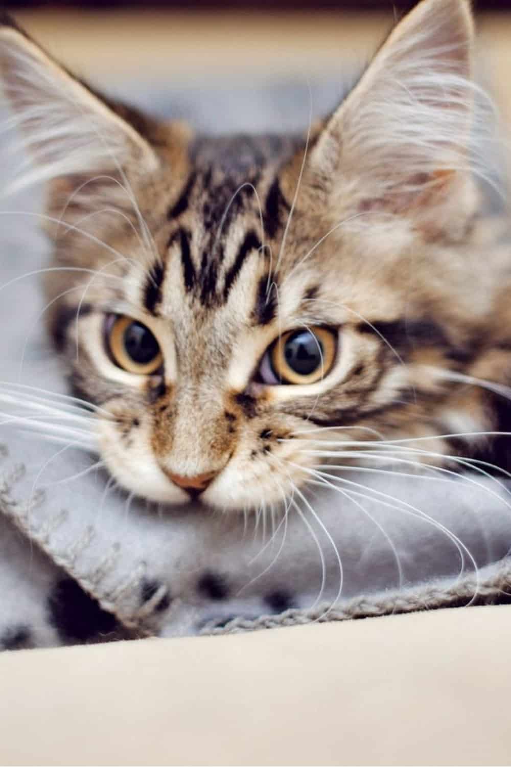 a colorful kitten is nibbling on a blanket