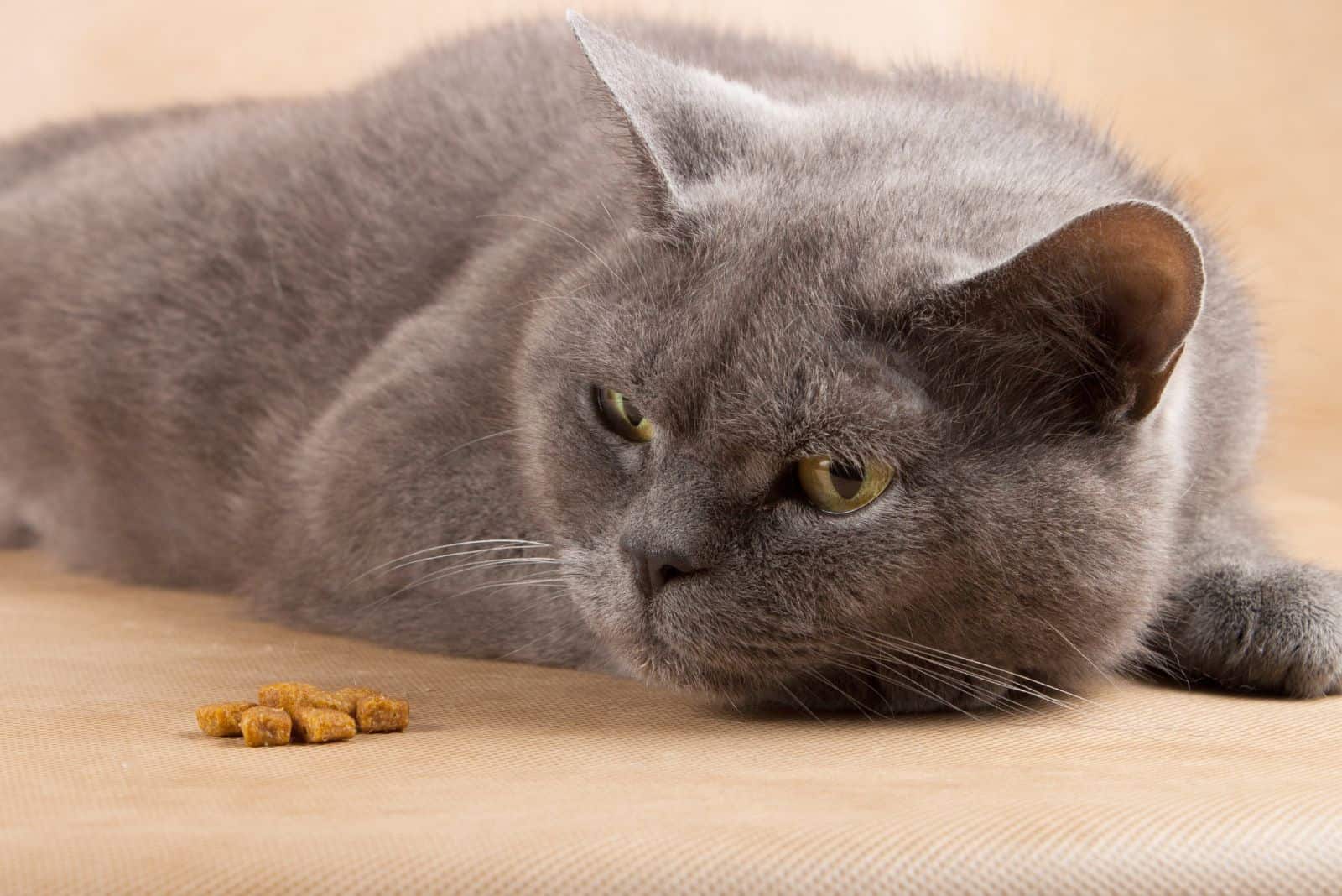 a depressed cat is lying on the laminate next to the food