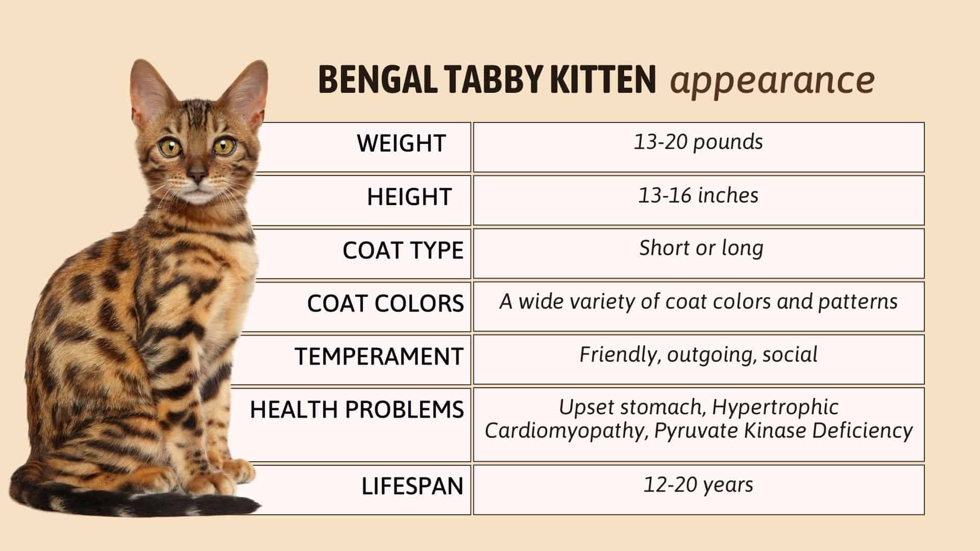 bengal tabby kitten characteristics chart