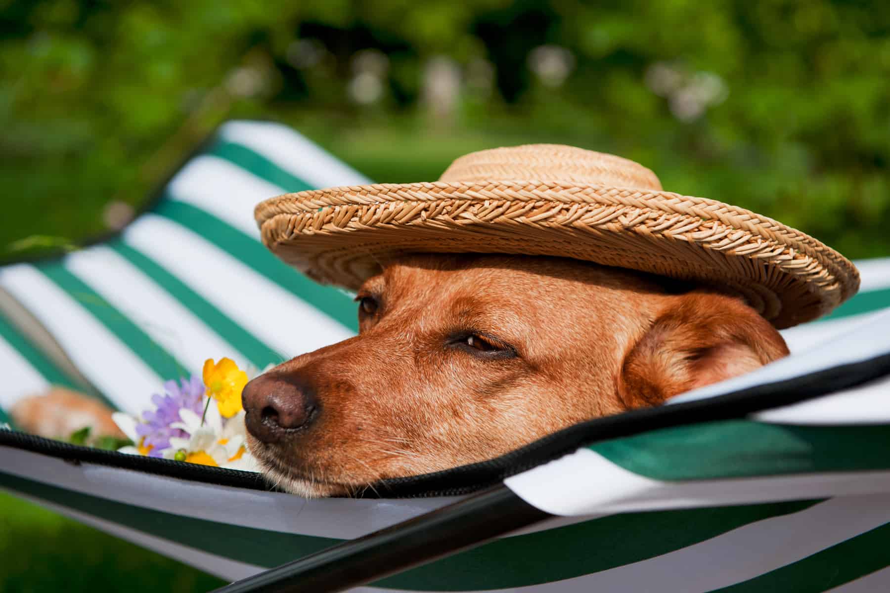 A dog relaxing on a doggy bed in a boarding facilities' garden