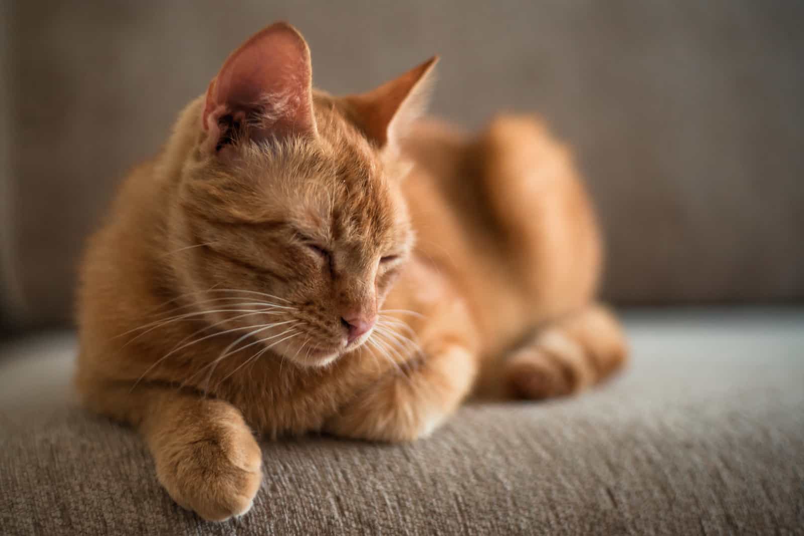 a ginger tabby cat is lying on a sofa