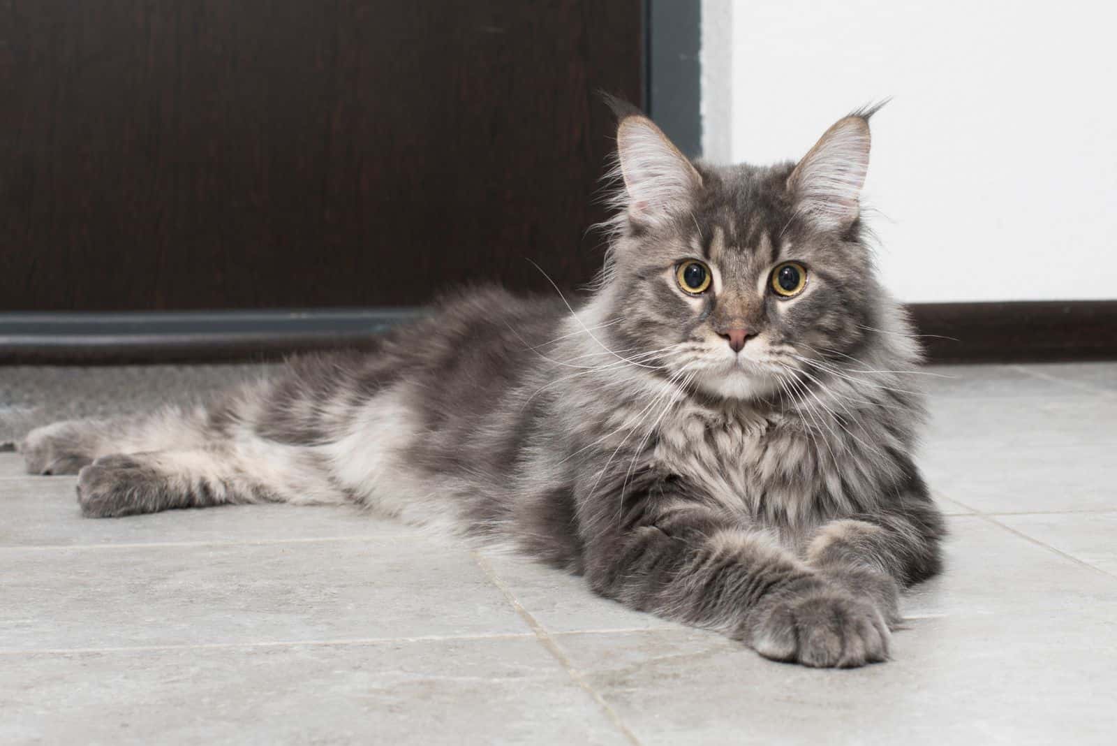 a gray Moon Maine cat lies on the tiles