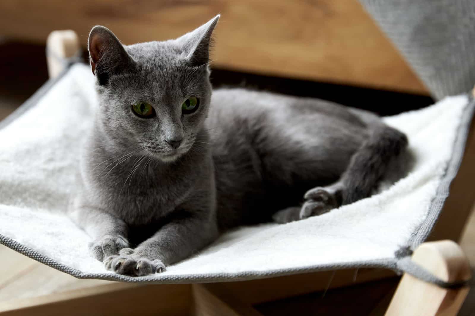 a gray Russian blue cat lies in a special hammock bed for cats