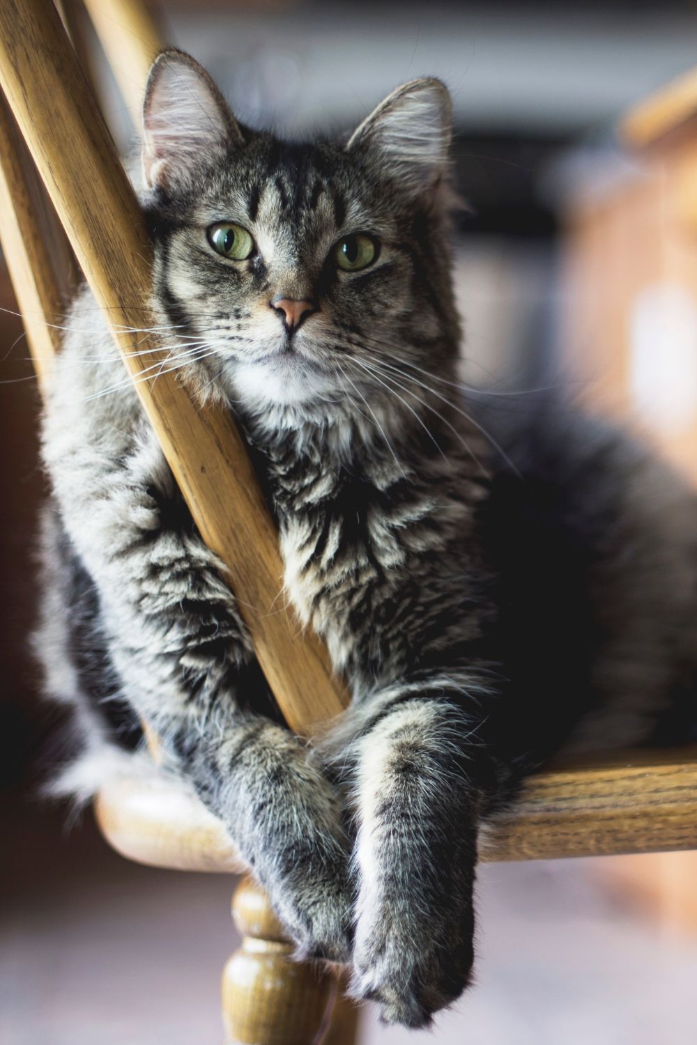 a gray cat sitting on a chair