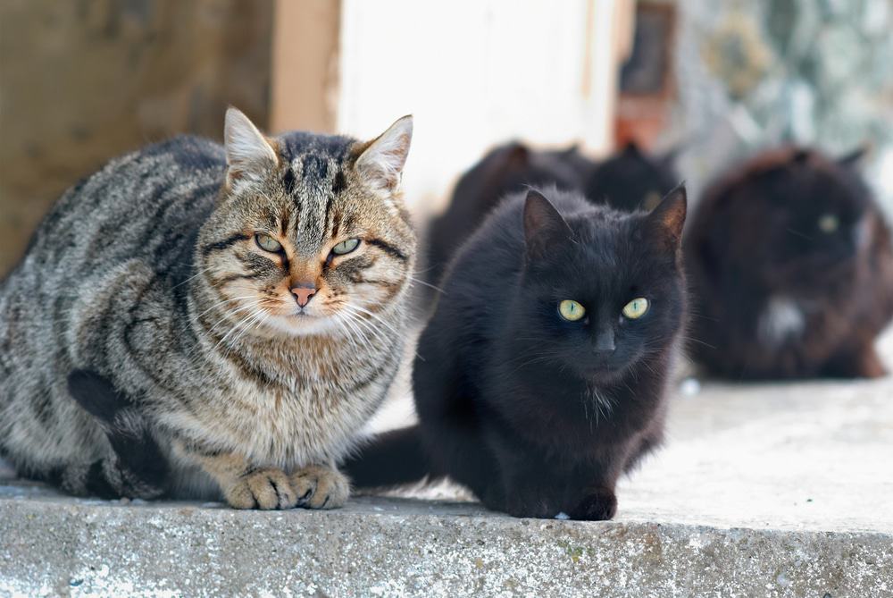 group of cats called clowder