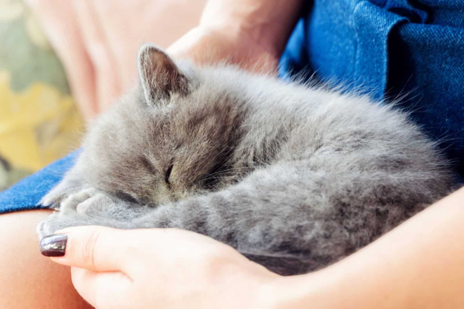 a kitten sleeps in a woman's arms