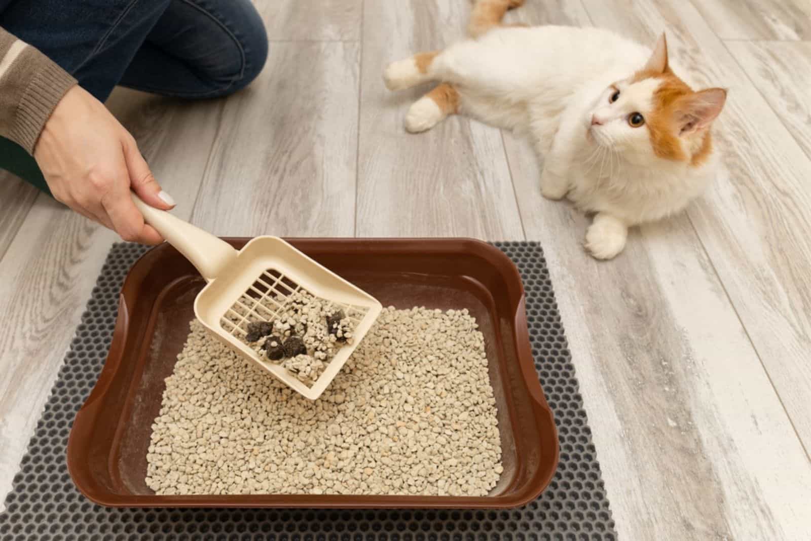 a man cleans a cat box while a cat lies next to it