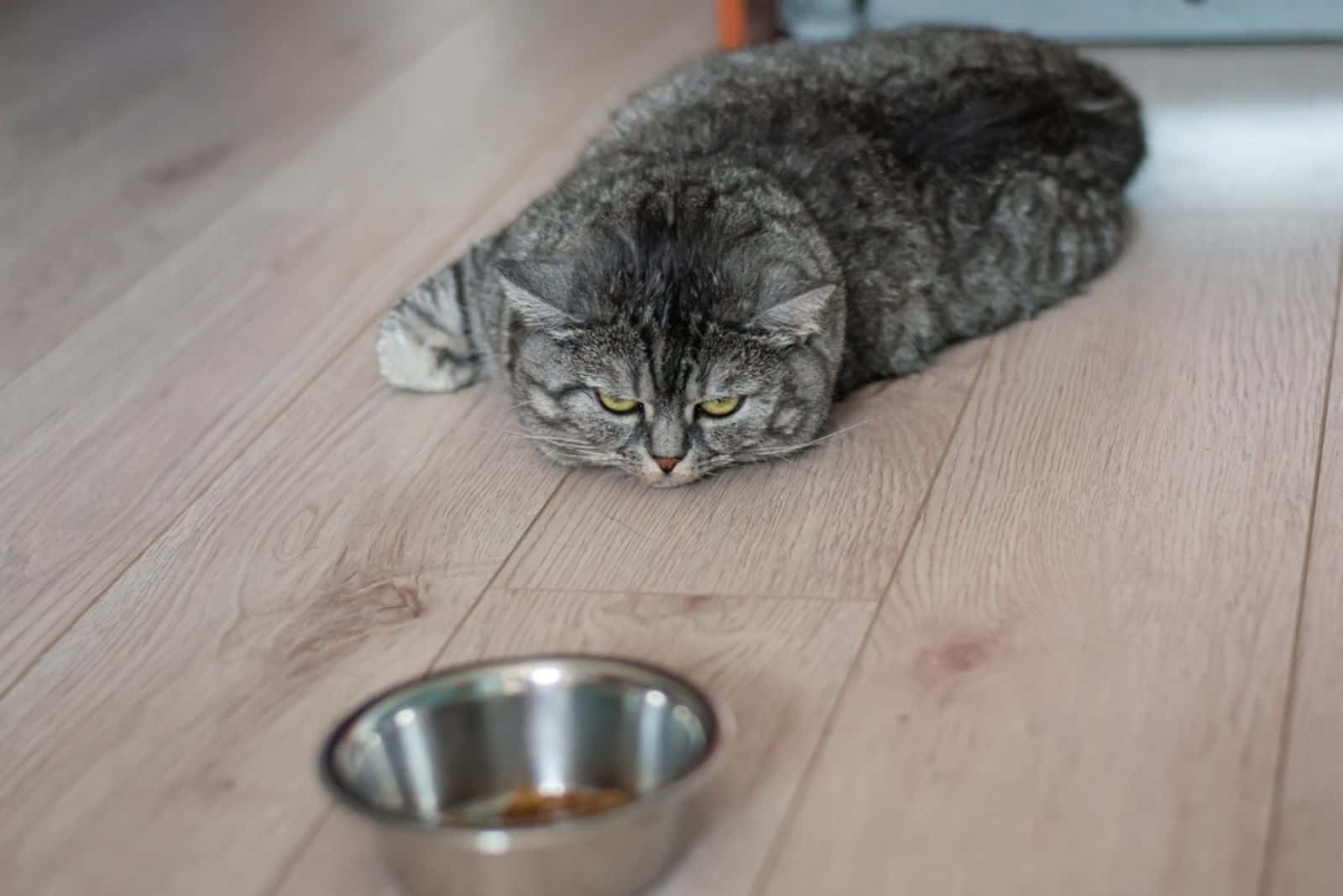 a pregnant cat is lying on the floor next to a bowl of food