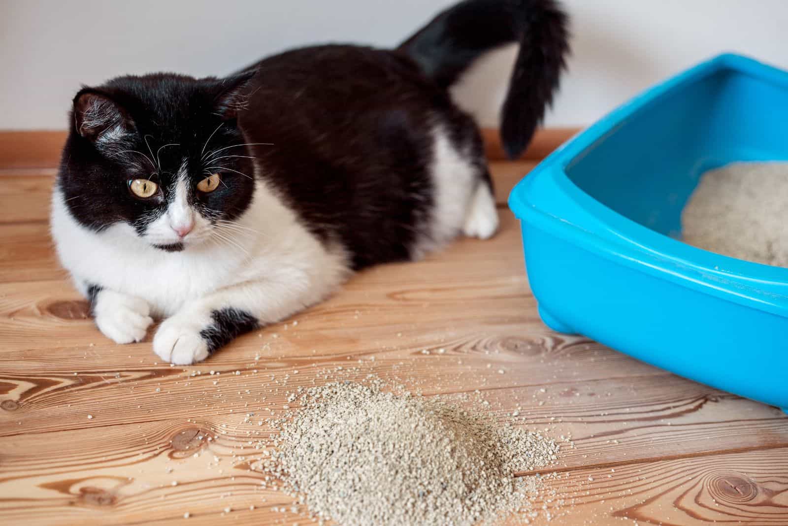 a pregnant cat lies next to a litter box