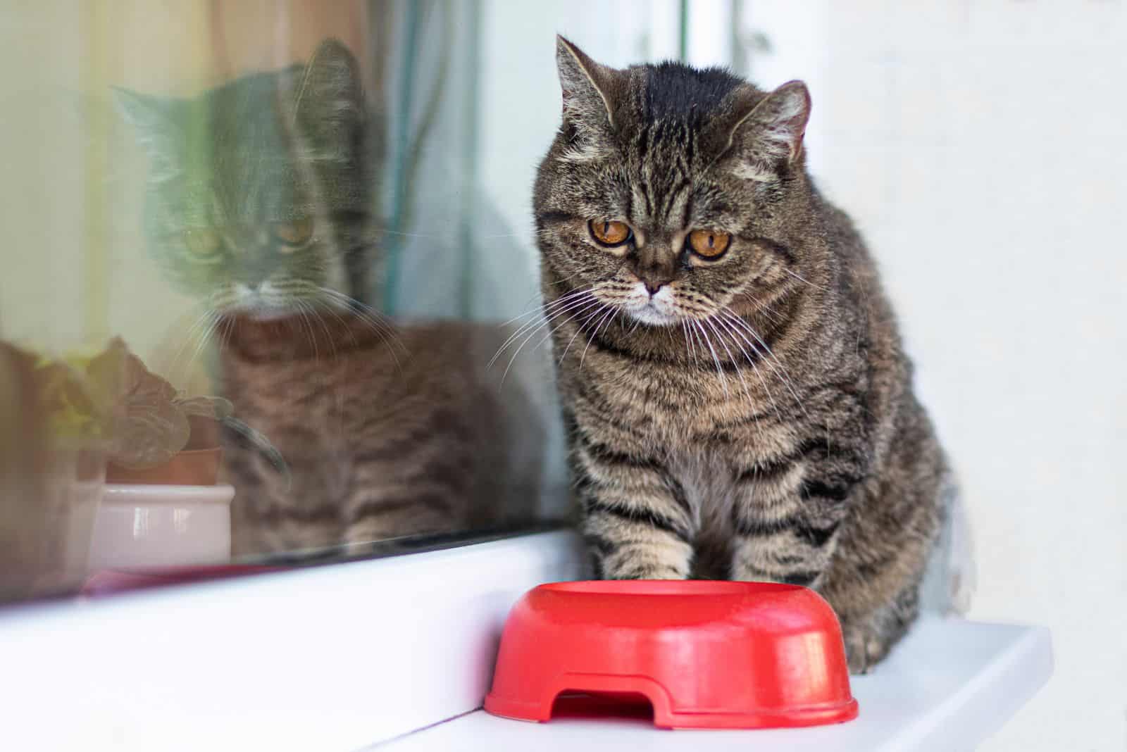 a sad cat is sitting next to a red bowl with food