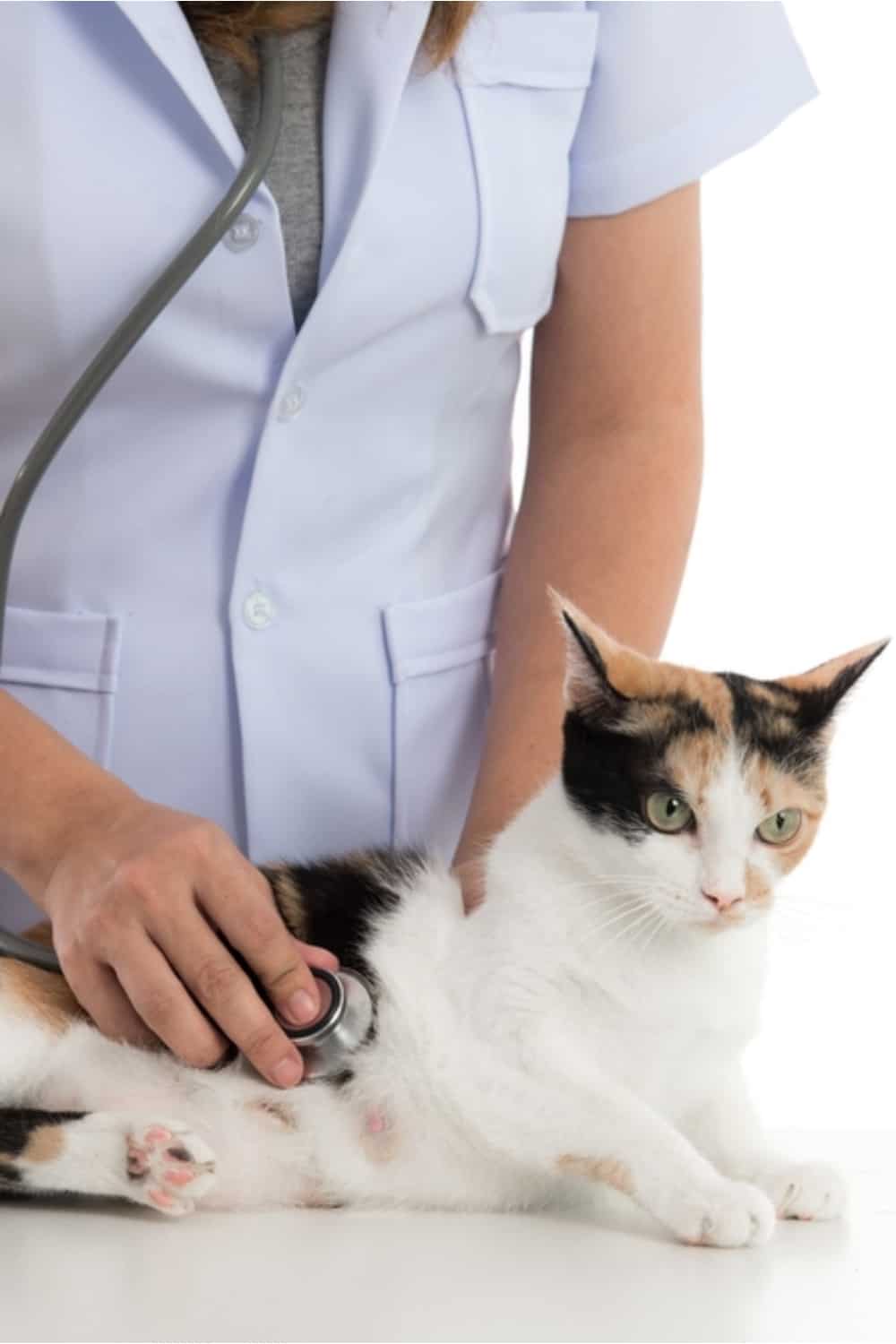 a vet examines a calico cat