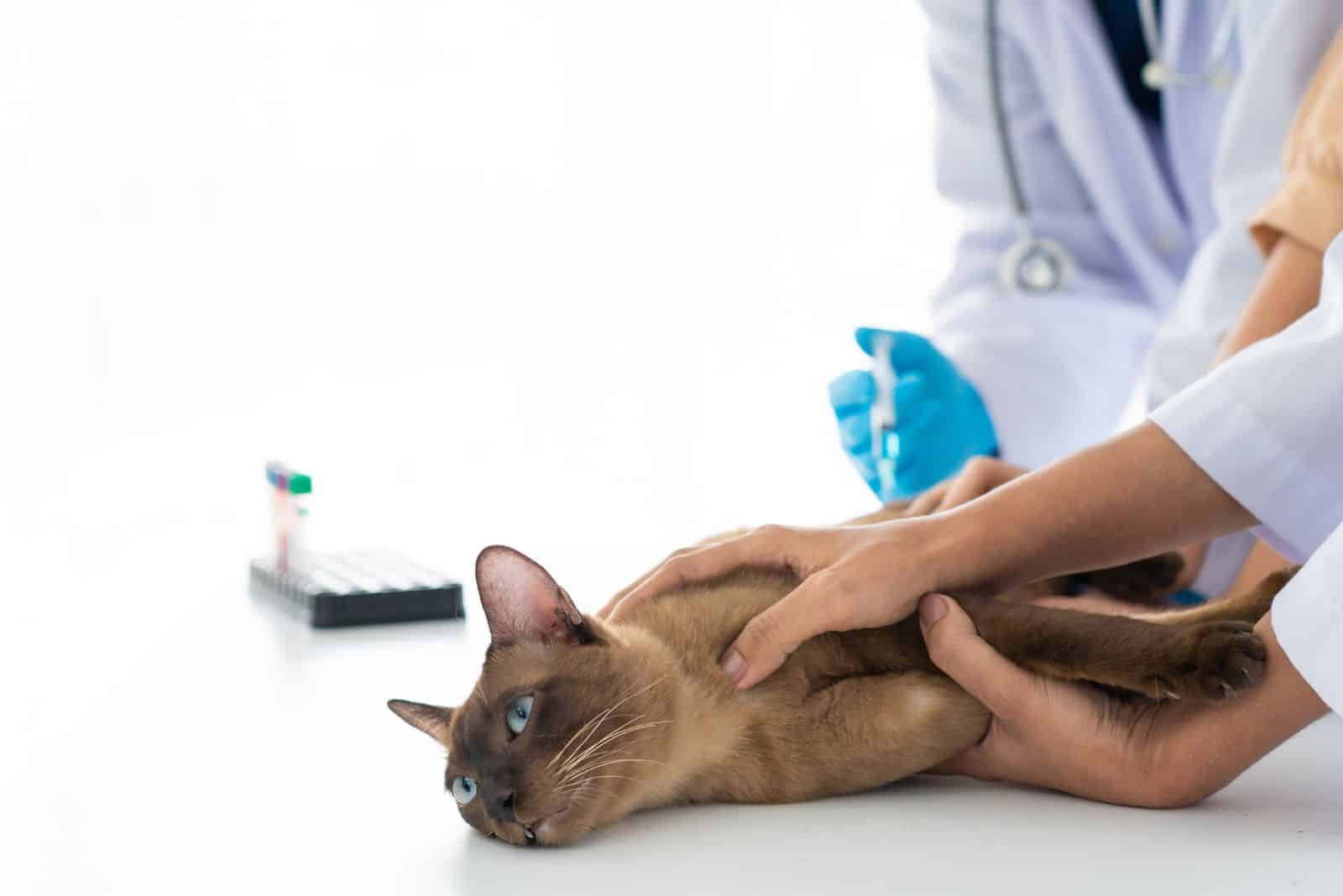 a veterinarian euthanizes a sick cat