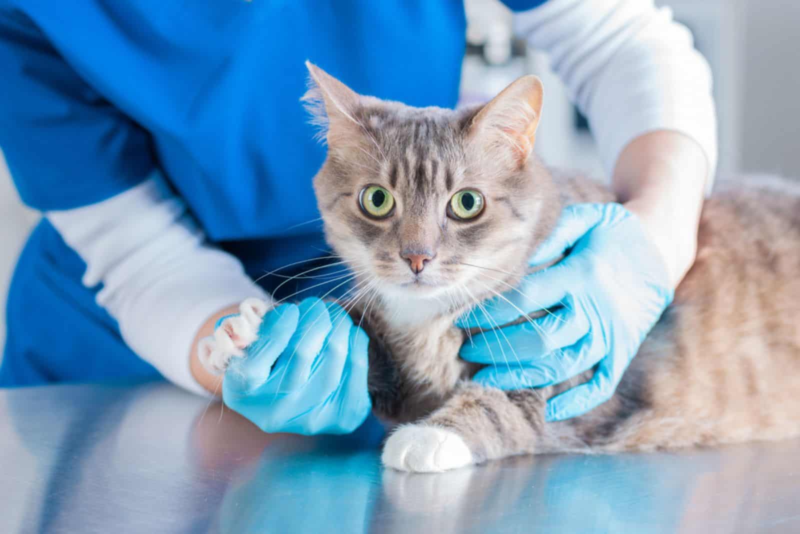 a veterinarian examines a gray traumatized cat