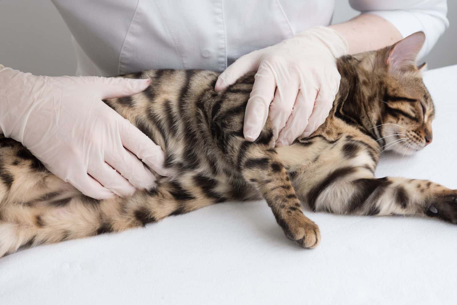 a veterinarian examines a pregnant cat