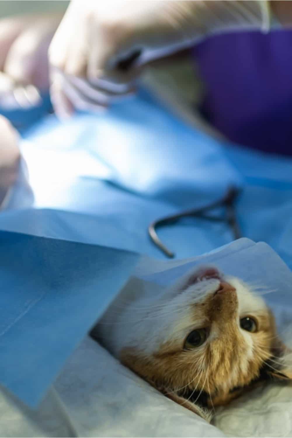 a veterinarian sterilizes an awake cat while lying on a table