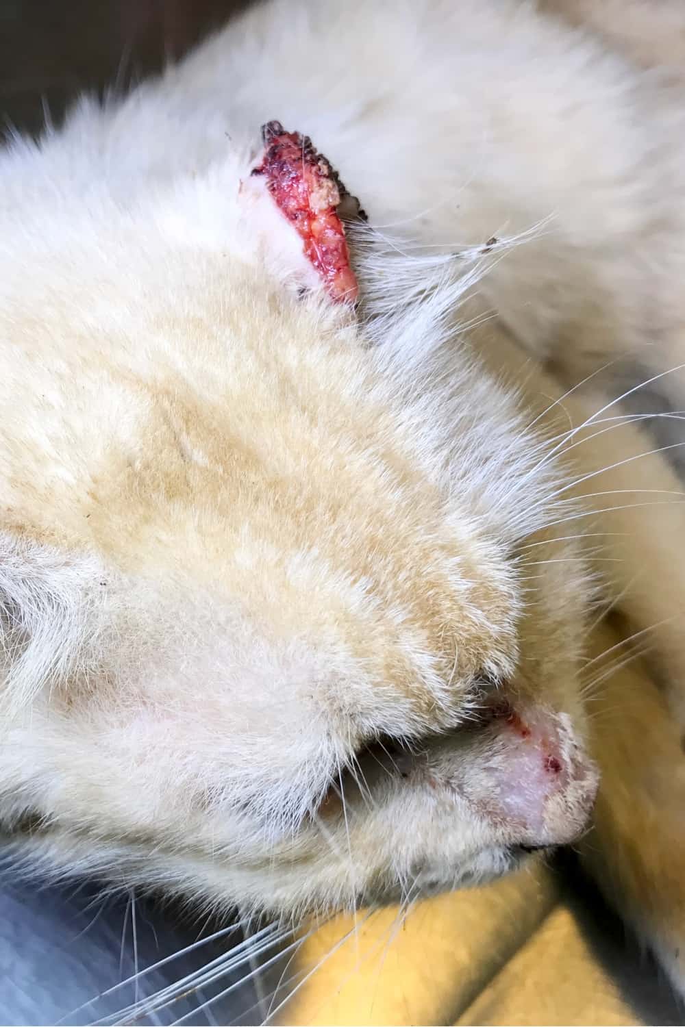 a white cat with scabs on its ears