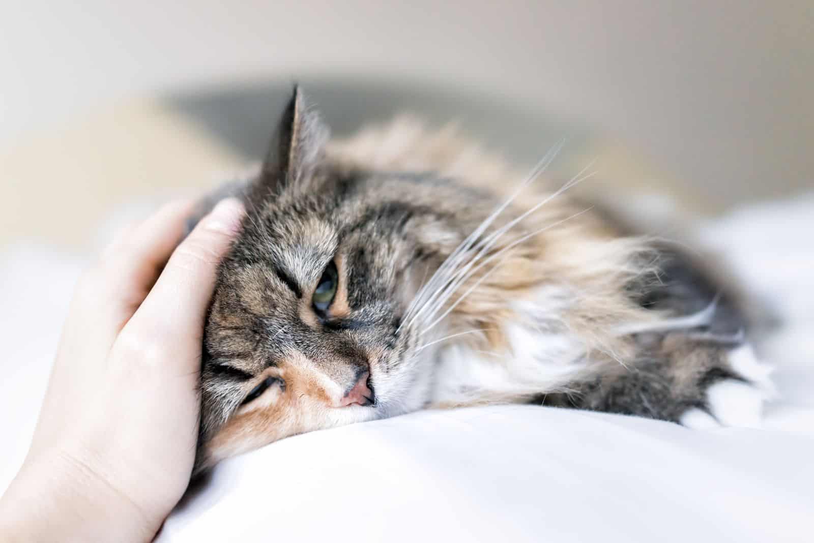 a woman caresses a traumatized cat