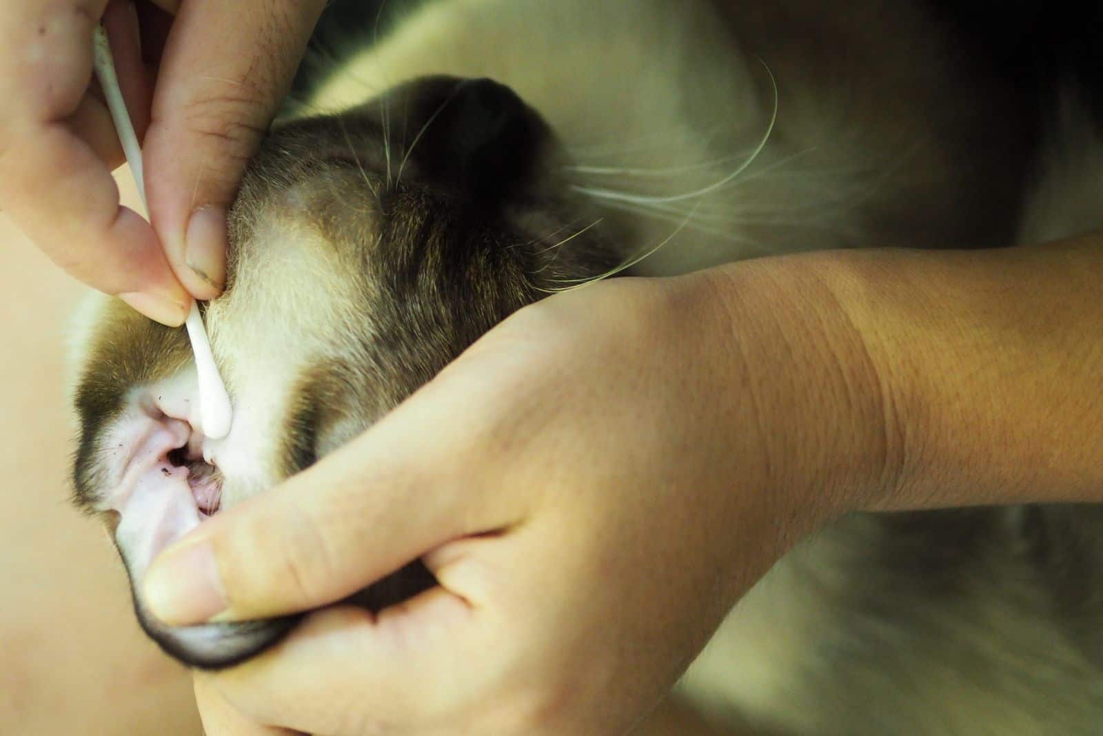 a woman cleans a cat's ear