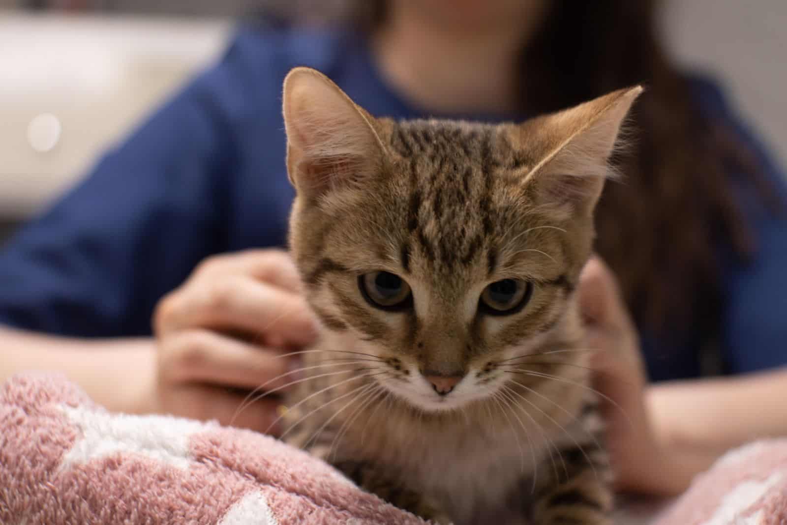 a woman examines a little kitten