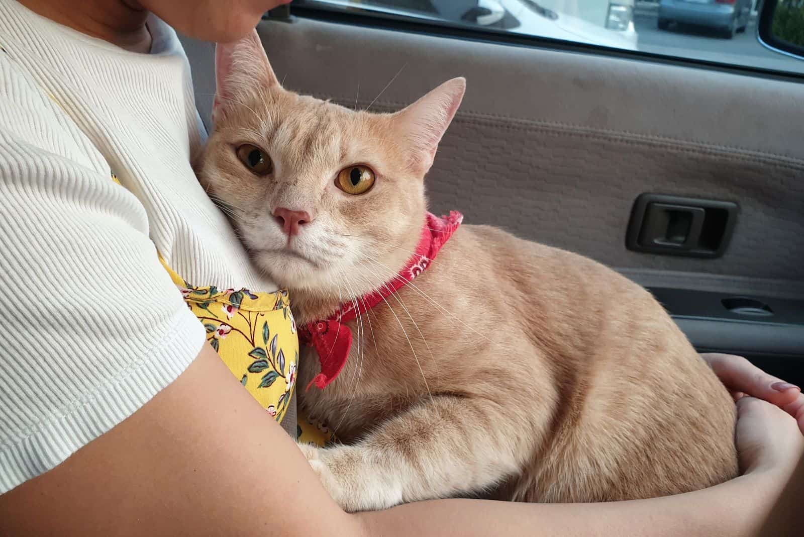 a woman hugs a stressed cat