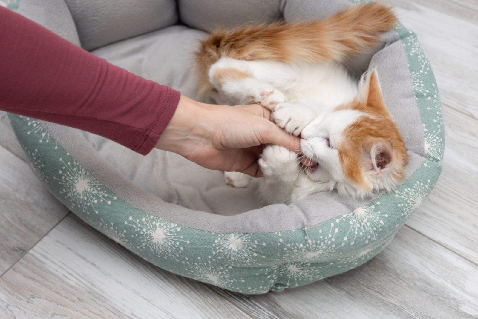 a woman is playing with her kitten