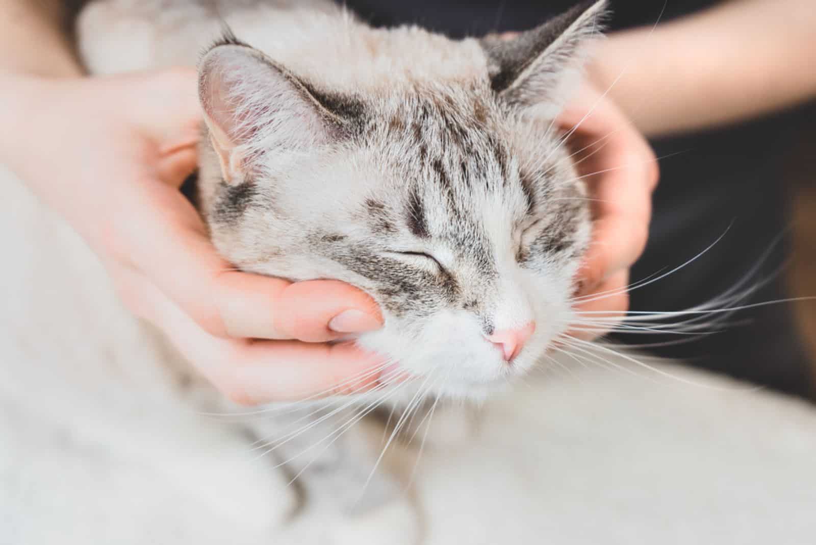 a woman massages a cat's head