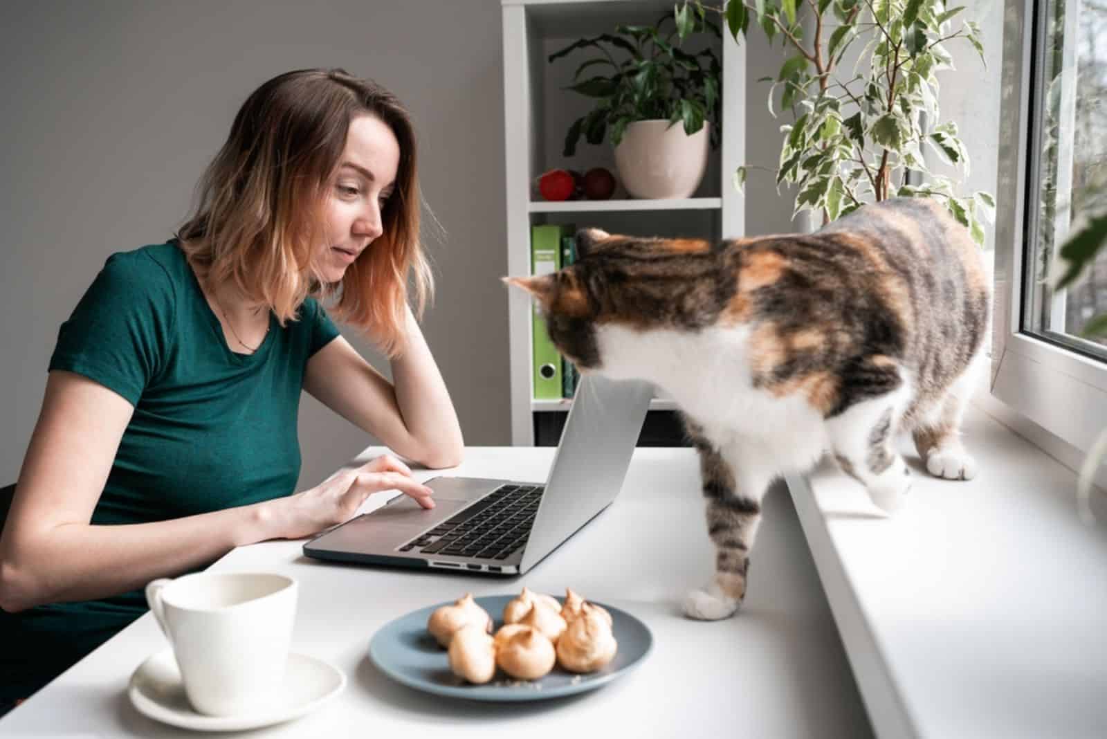 a woman works at a laptop, a cat walks around her