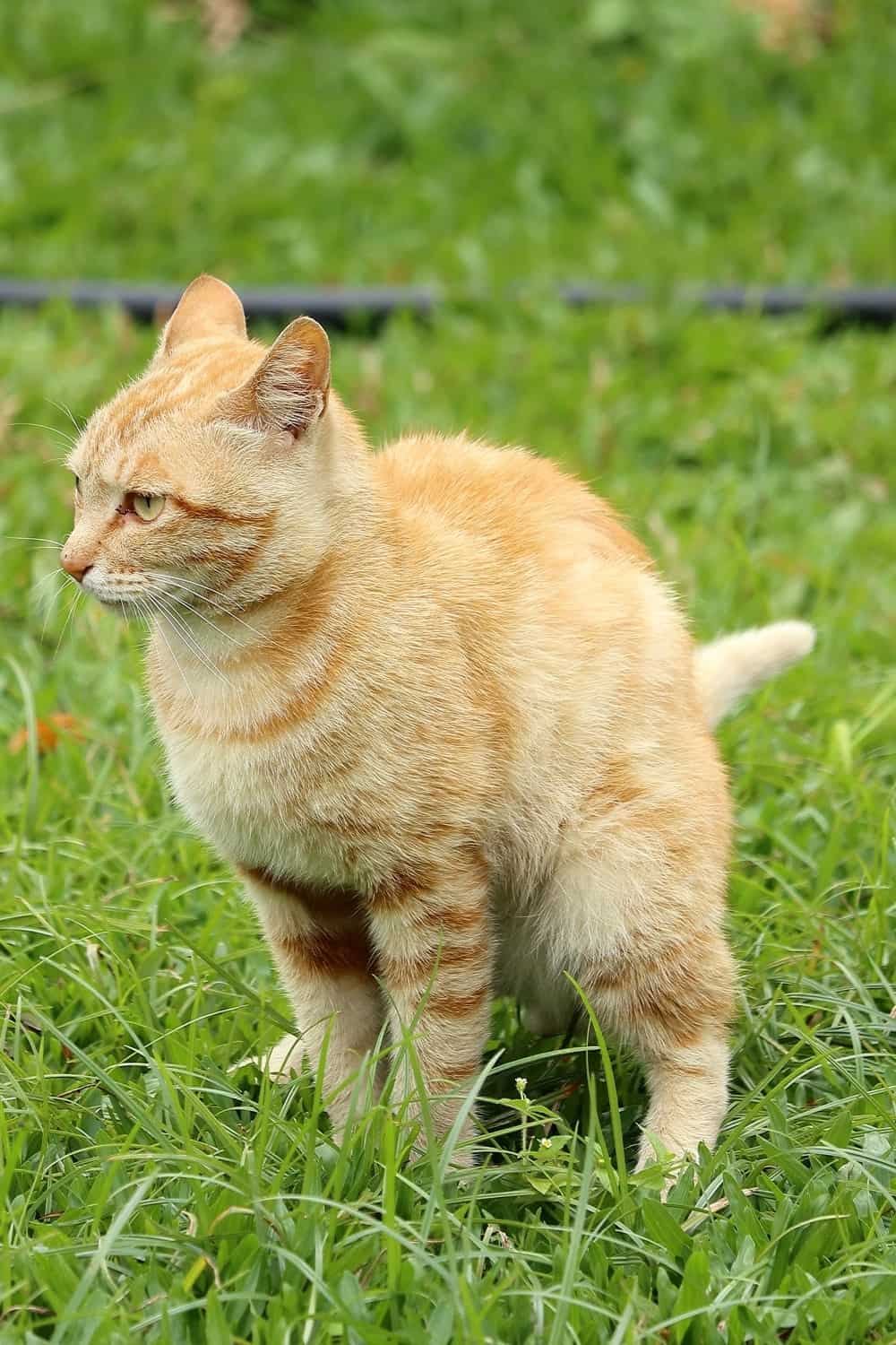 a yellow cat poops in the garden and looks ahead