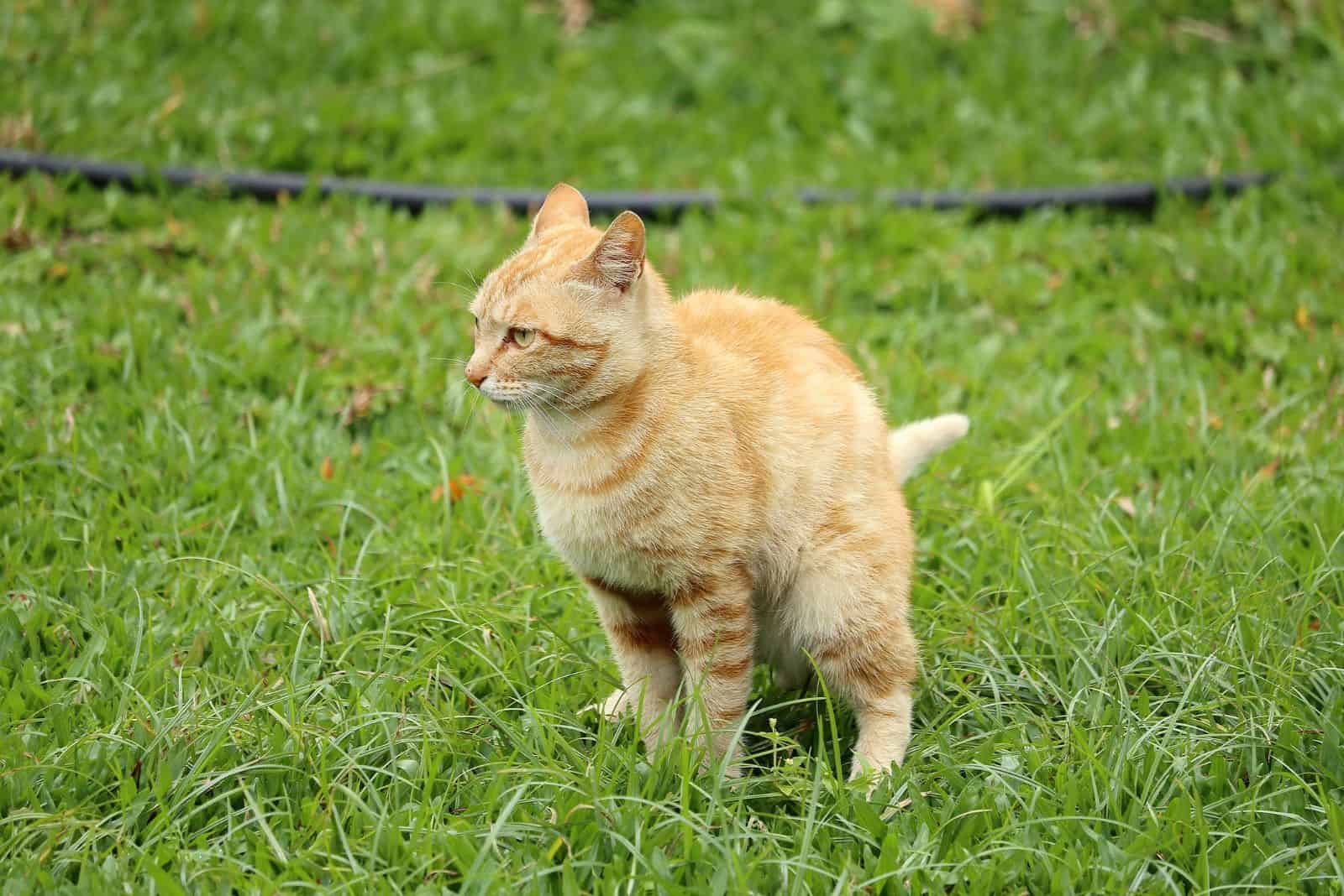 a yellow cat poops in the garden