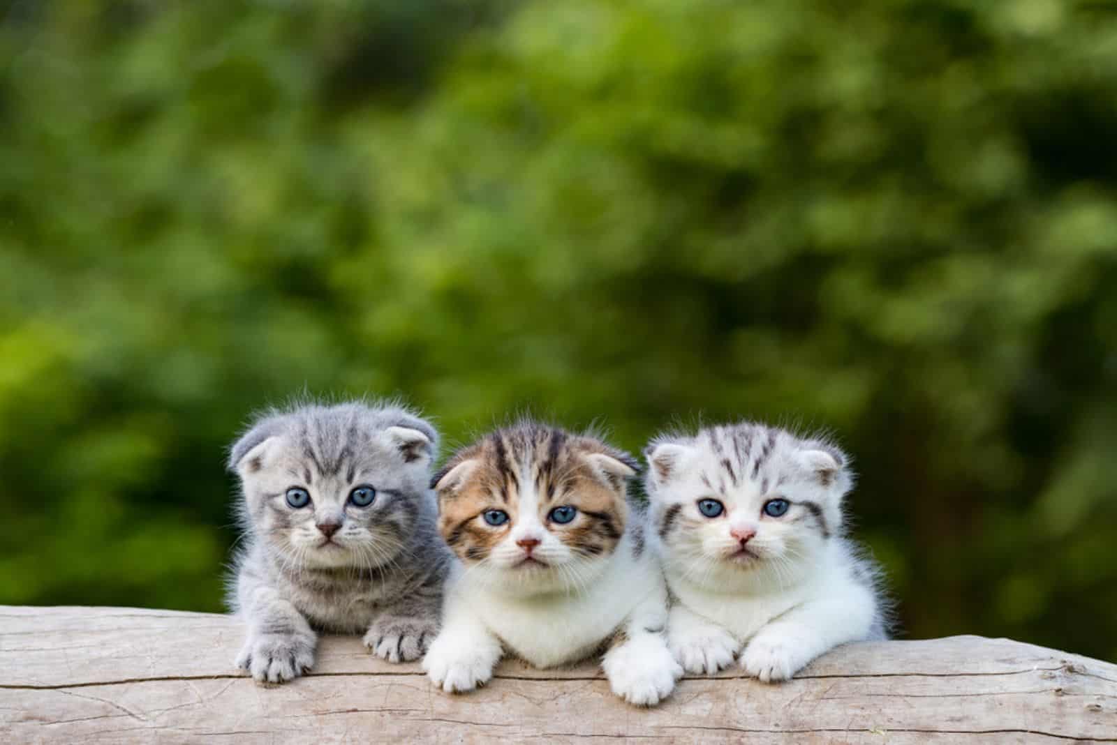 adorable Scottish Fold kittens