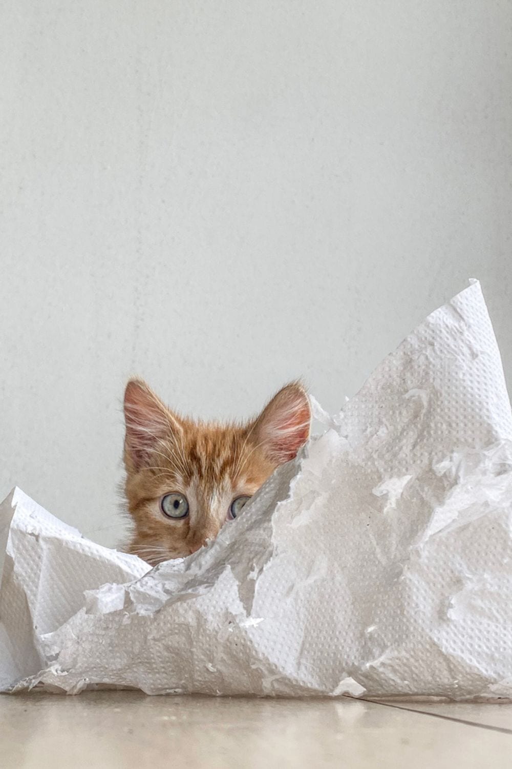 adorable ginger kitten on the paper