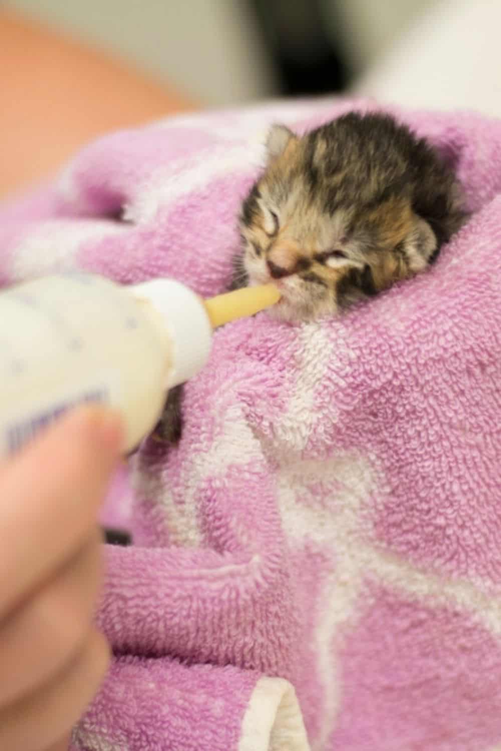 adorable kitten eating milk from bottle