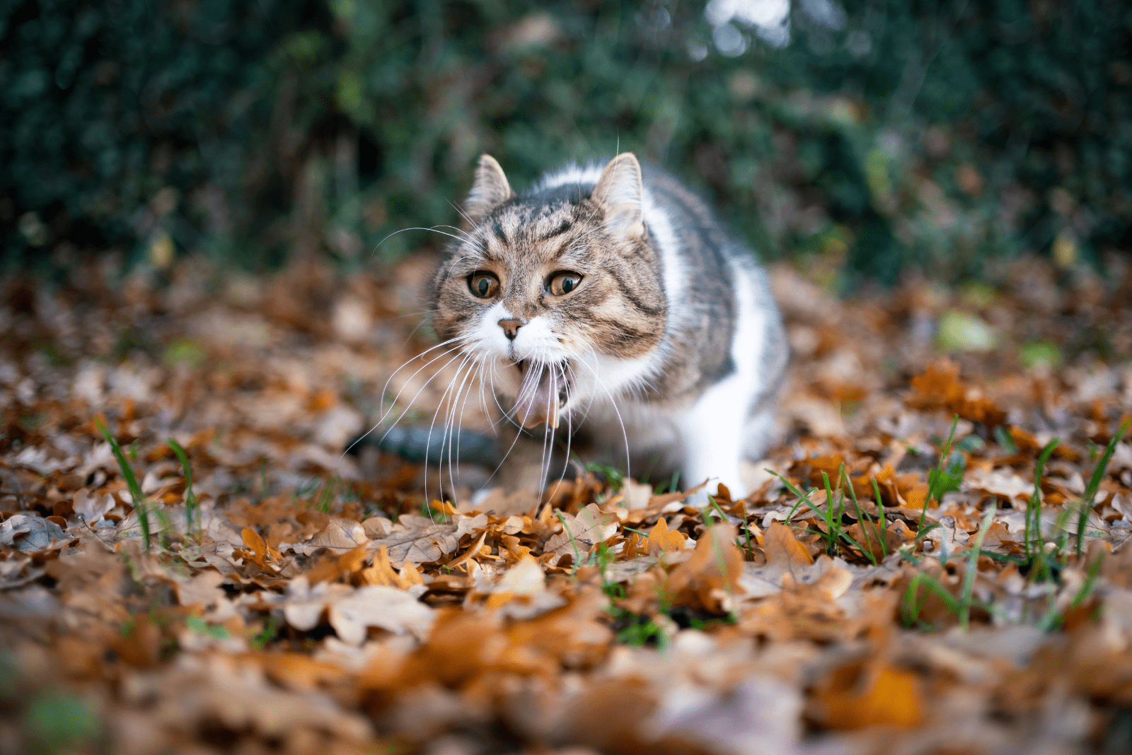 adorable kitten vomiting in the garden