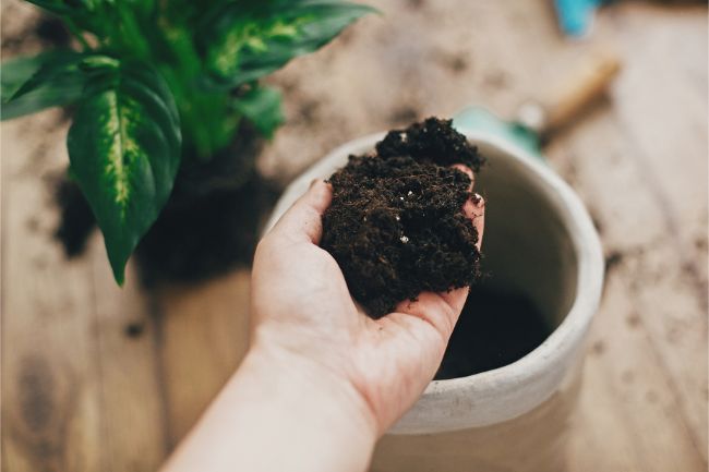 how to aerate soil in potted plants