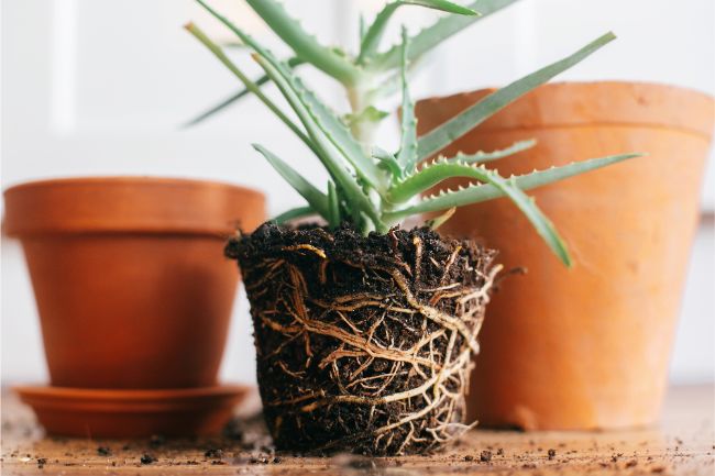 healthy well aerated roots of a plant ready to be repotted.