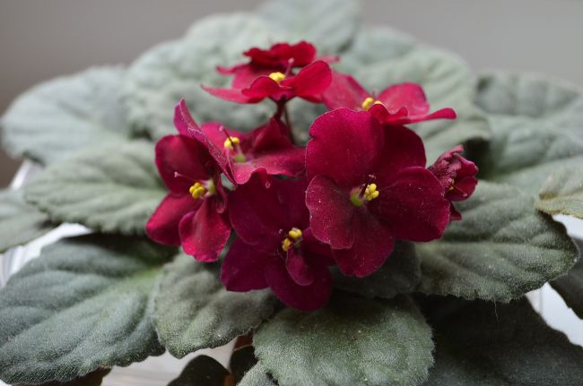 african violets houseplants with red flowers