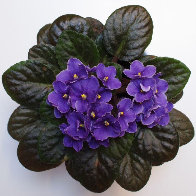 african violets houseplants safe for cats