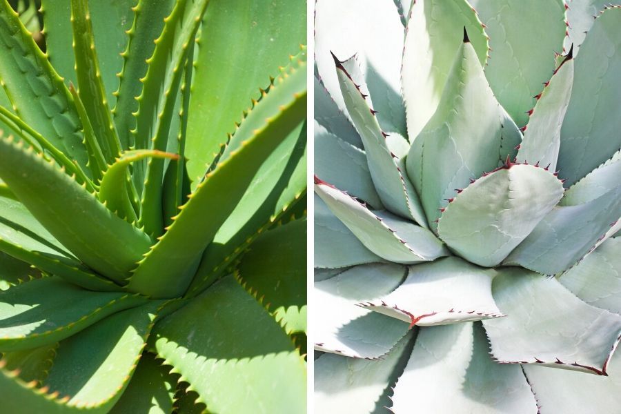 agave vs aloe vera