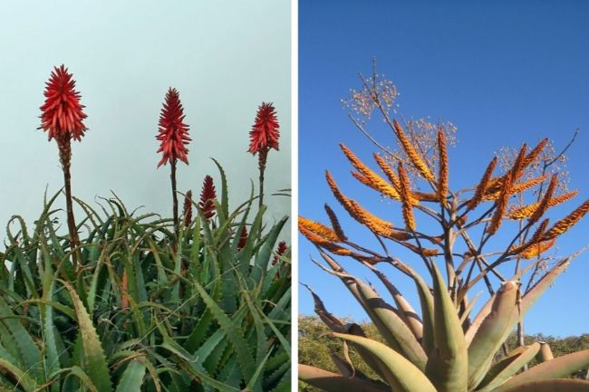 flowers of aloe vera and agave