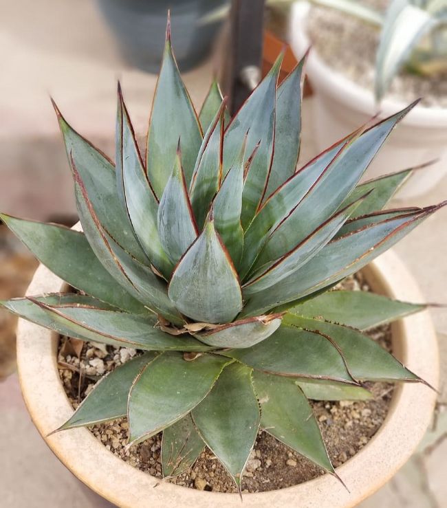 agave vs aloe vera