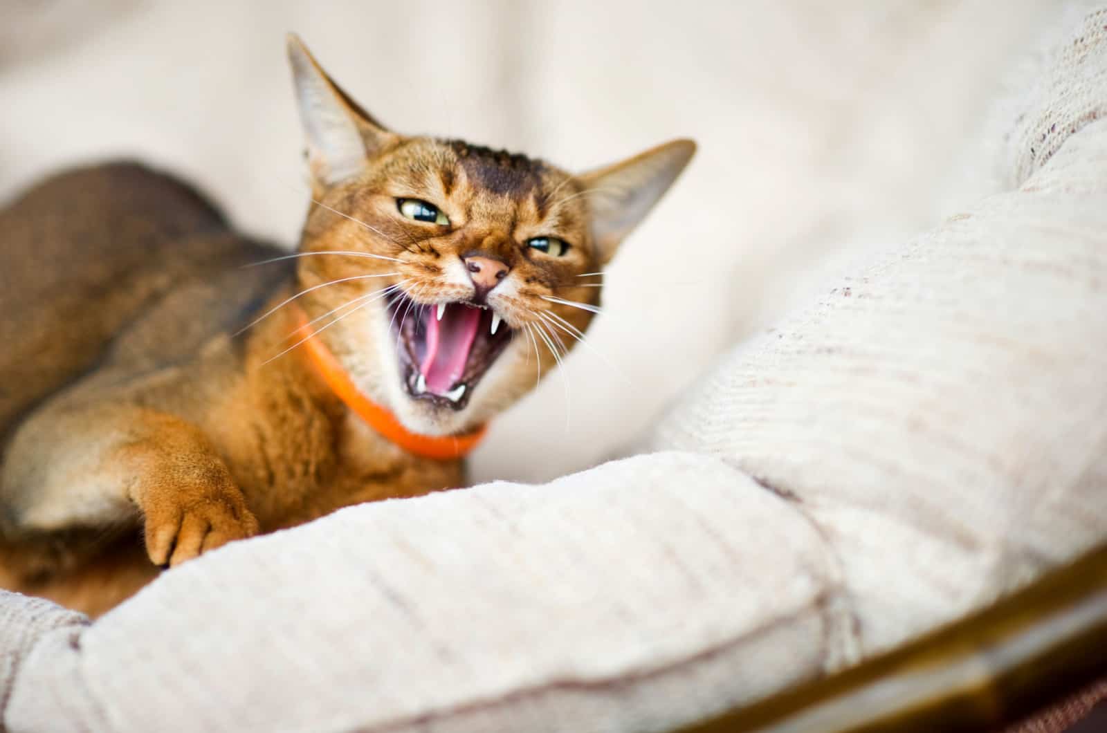 aggressive cat on a white couch