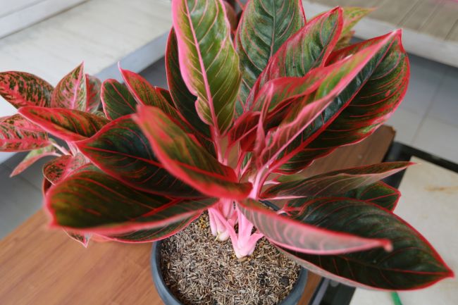 aglaonema creta chinese evergreen varieties