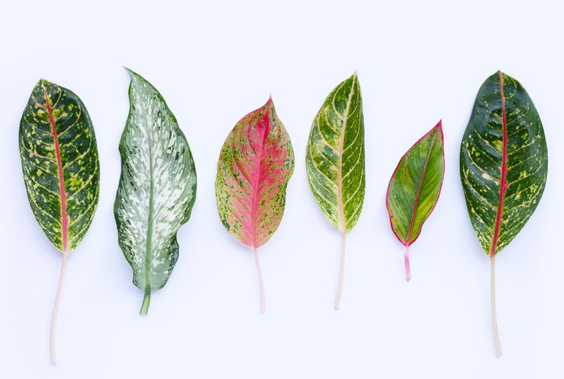 aglaonema varieties chinese evergreen