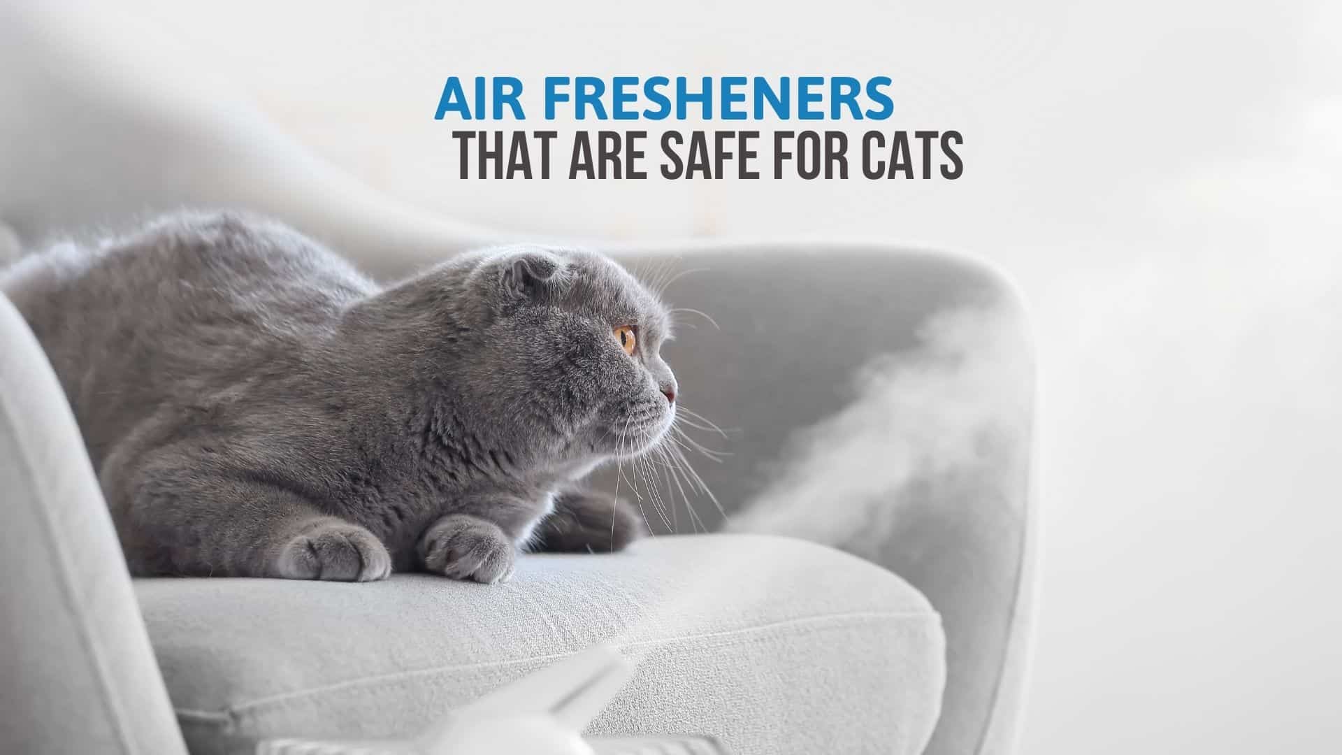 cat sitting and smelling air freshener that is safe for cats